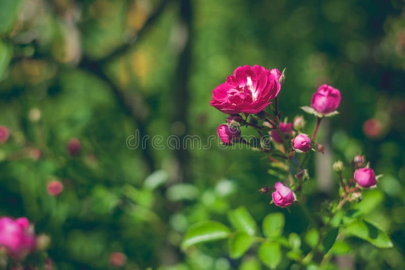 Tot bloei gekomen nam op een goed vage groene backround toe royalty-vrije stock foto's Tot bloei gekomen nam op een goed vage groene backround toe royalty-vrije stock foto's