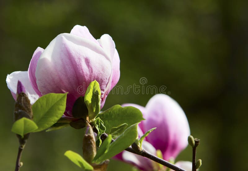 Bloeiende magnolia boom stock afbeeldingen