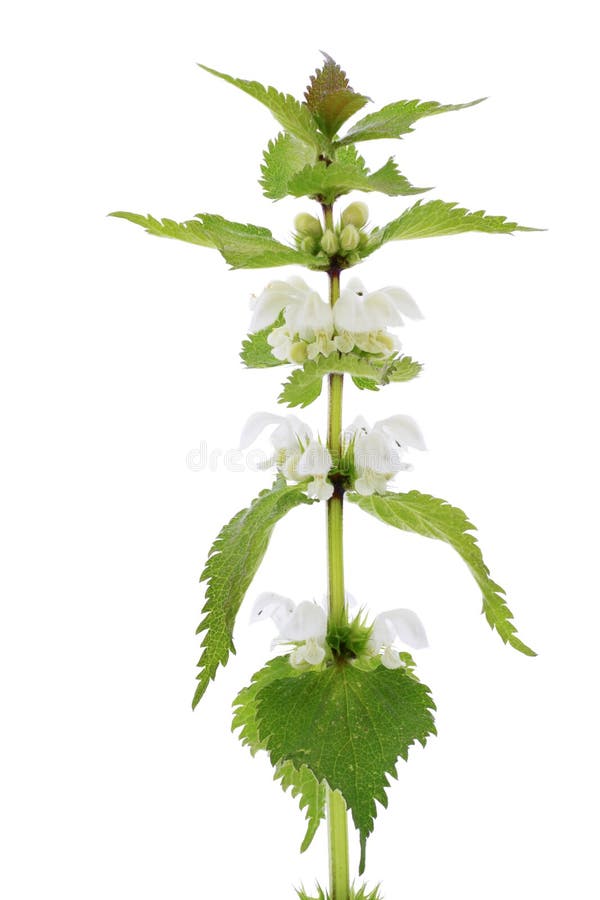Tot-Nessel Wildfloweranlage über weißem Hintergrund stockbild Tot-Nessel Wildfloweranlage über weißem Hintergrund stockbild