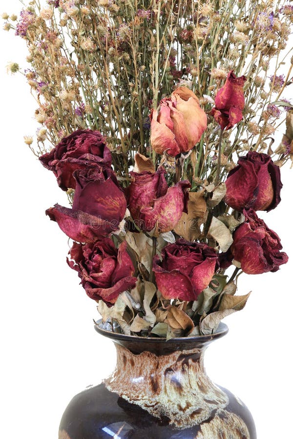 Tot stieg in Vase auf weißem Hintergrund stockfotos Tot stieg in Vase auf weißem Hintergrund stockfotos