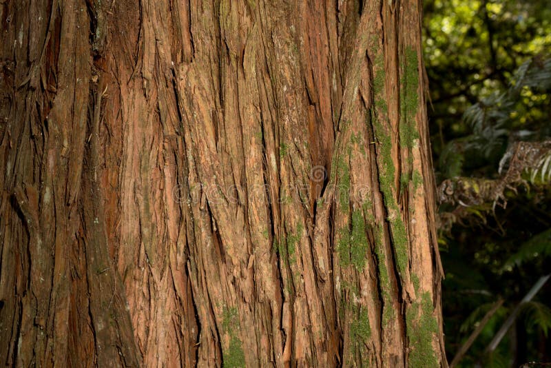 Pohutukawa Tree in Auckland New Zealand Stock Photo Image of plants