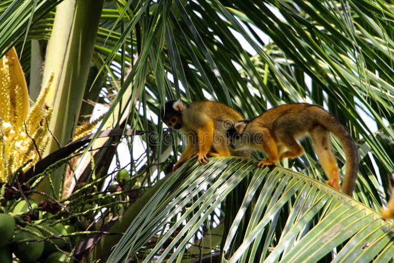 Totenkopfäffchen in Nationalpark Madidi stockbilder Totenkopfäffchen in Nationalpark Madidi stockbilder