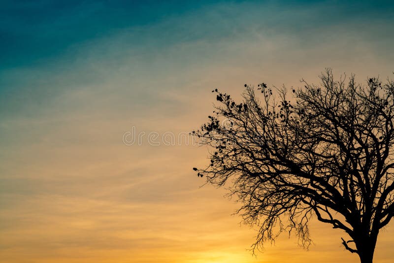 Toter Baum des Schattenbildes auf schönem Sonnenuntergang oder Sonnenaufgang auf goldenem Himmel Hintergrund für ruhiges und ruhi