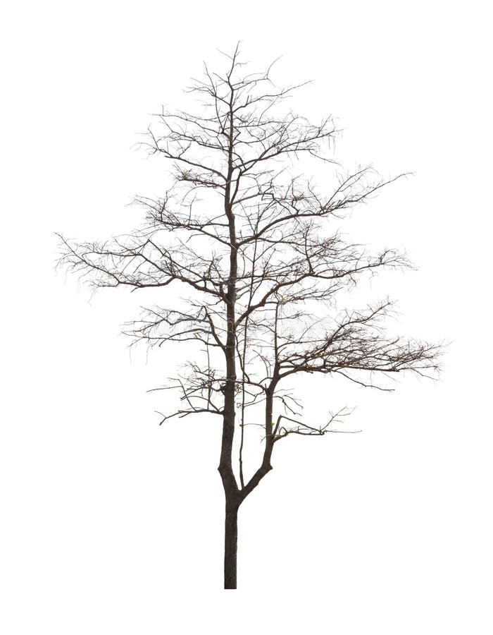 Toter Baum hat keine Blätter auf weißem Grund Nicht aufpassen Nicht genug Wasser Machen Sie einen immerwährenden Baum sterben Tot lizenzfreies stockbild