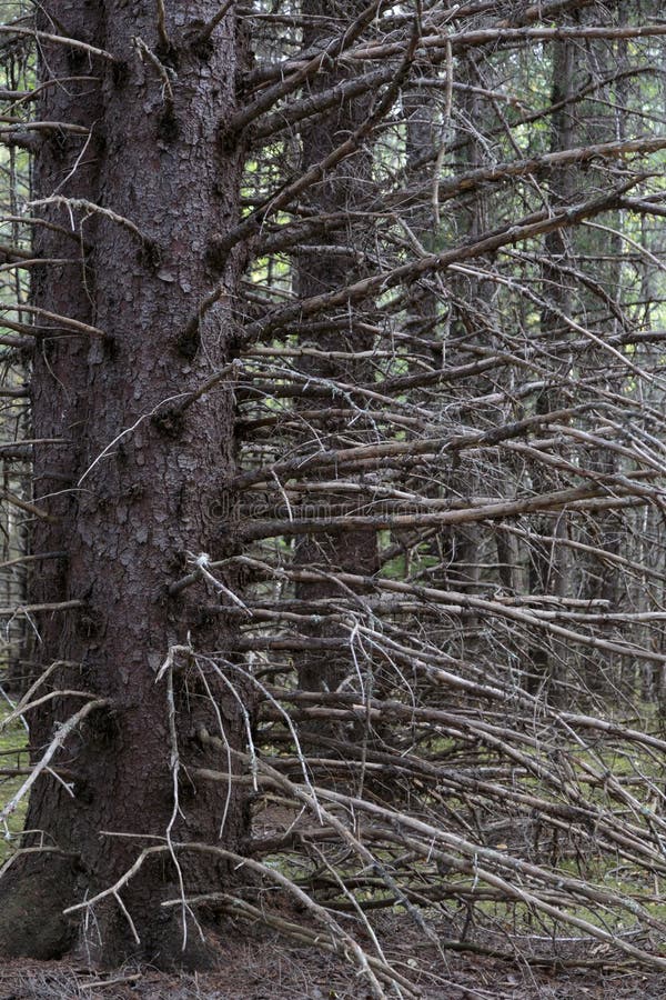 Toter Baum im Wald im historischen Park Klondike-Goldrauschs stockfotos Toter Baum im Wald im historischen Park Klondike-Goldrauschs stockfotos
