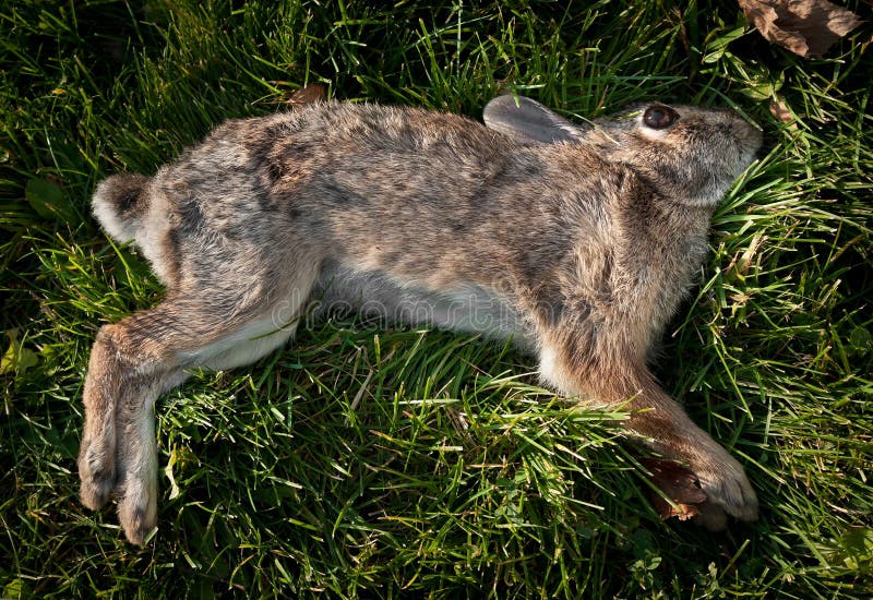 Totes Kaninchen Wohin