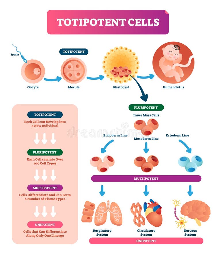 Oocyte stock illustrations 915 oocyte stock illustrations vectors