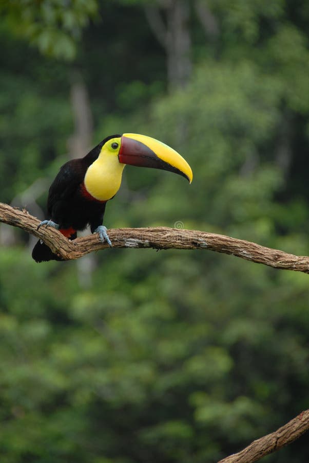 Toucan