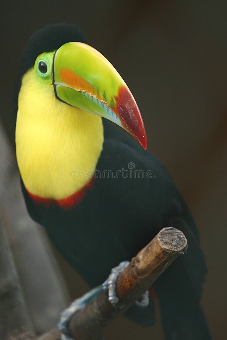 803 Toucan Nose Stock Photos - Free & Royalty-Free Stock Photos from ...