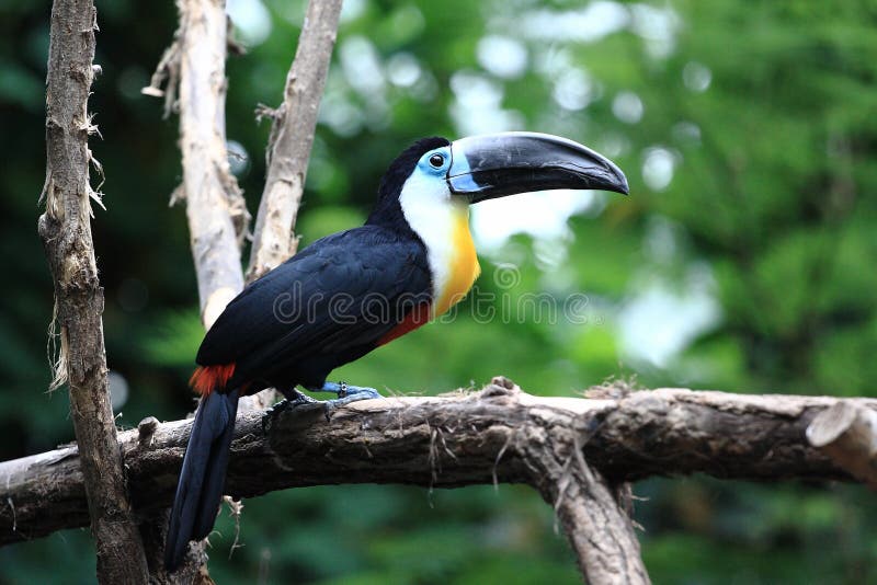 Toucan