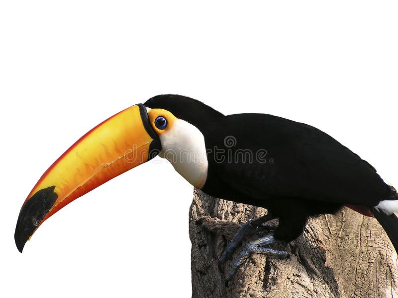 Toucan