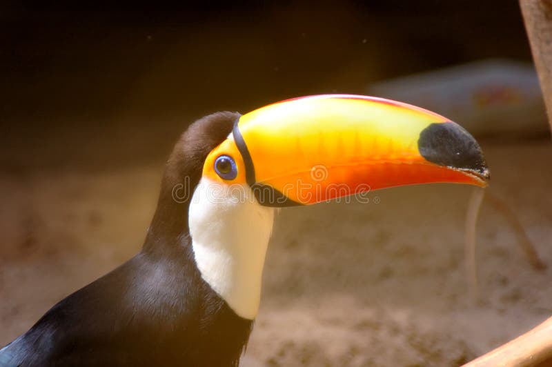 Toucan