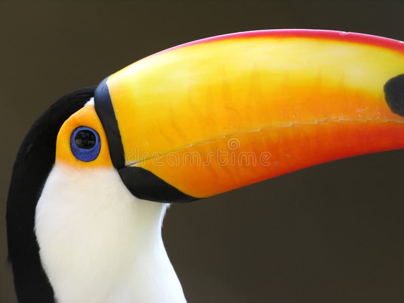 Toucan