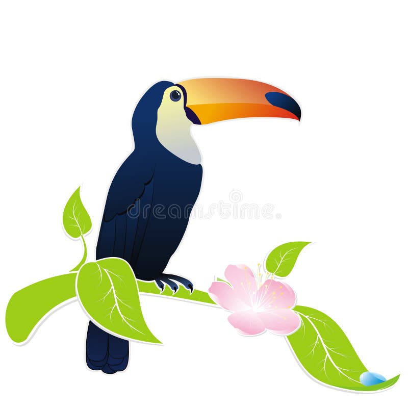 Toucan bird