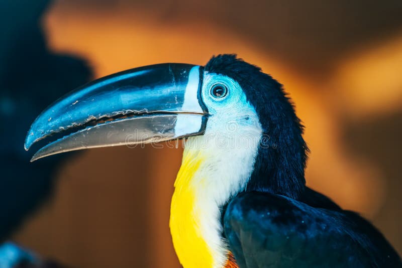 Toucan Bird Picture. Image: 3457858