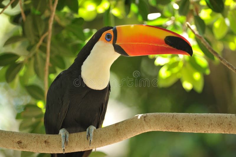 Toucan bird in jungle