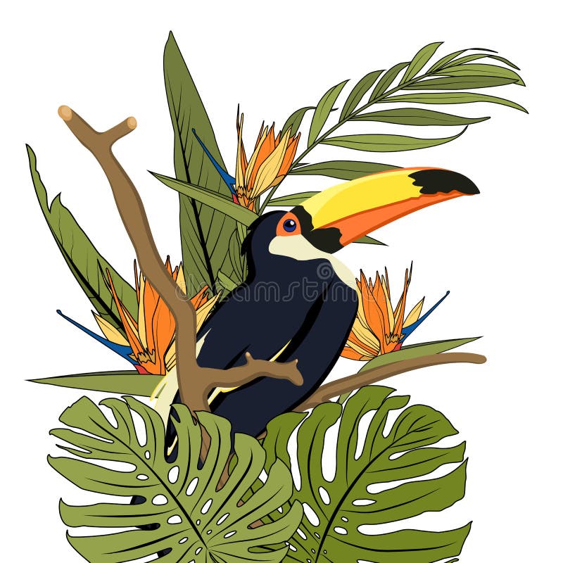 Toucan black bird with yellow beak in natural tropic habitat on tree branch. Exotic tropical forest greenery.