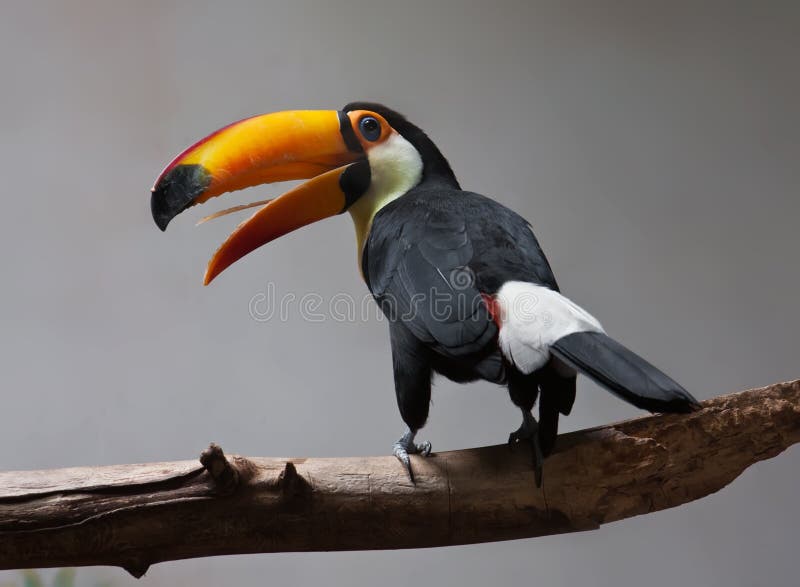 Toucan