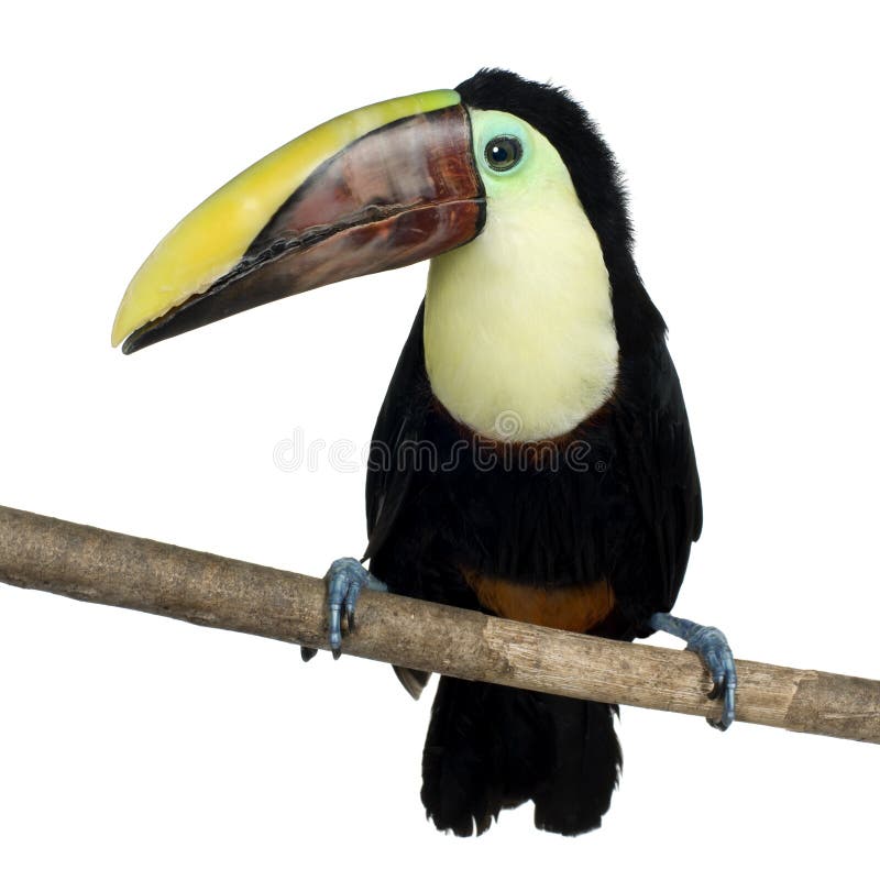 Toucan de Swainson imagen de archivo Toucan de Swainson imagen de archivo