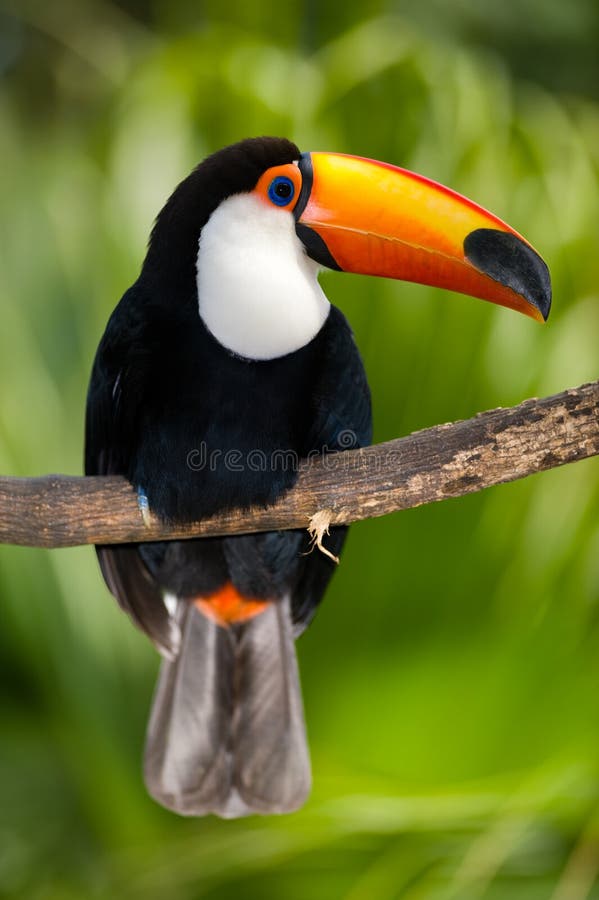 Toucan in dense vegetation stock photo. Image of wild Biology Diagrams