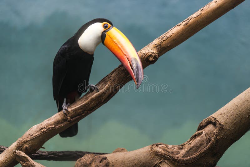 Toucan i djungeln royaltyfria foton Toucan i djungeln royaltyfria foton