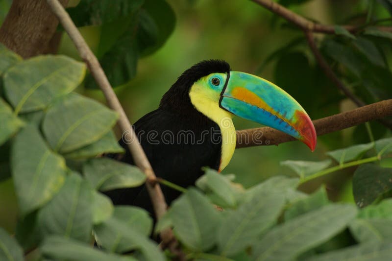 Toucan Quilla-mandado la cuenta foto de archivo libre de regalías Toucan Quilla-mandado la cuenta foto de archivo libre de regalías