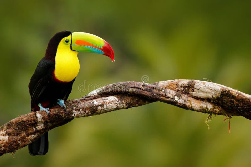 toucan Quille-affiché, sulfuratus de Ramphastos, oiseau avec la grande facture Toucan se reposant sur la branche dans la forêt, P photo libre de droits toucan Quille-affiché, sulfuratus de Ramphastos, oiseau avec la grande facture Toucan se reposant sur la branche dans la forêt, P photo libre de droits