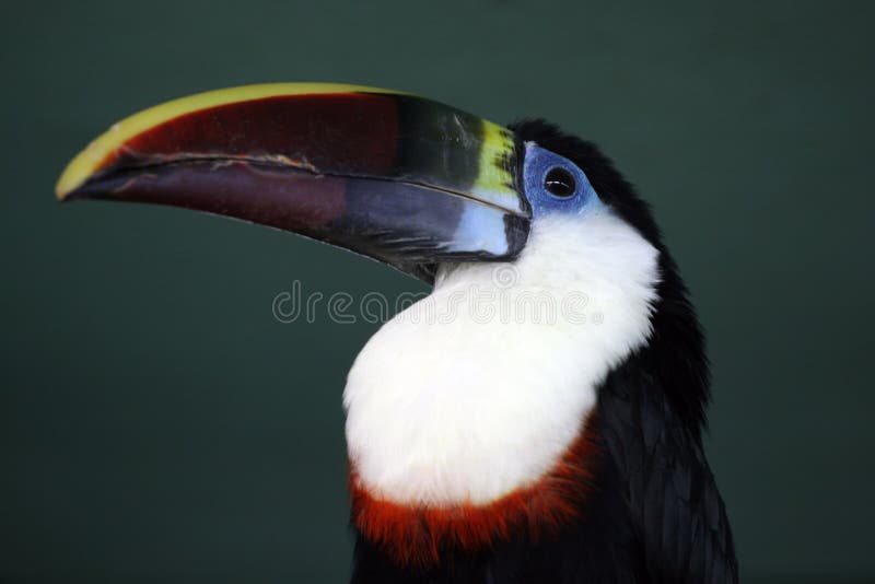 Toucan (Ramphastos vitellinus)