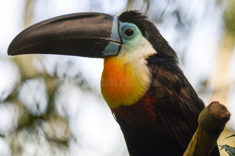 Toucan - Ramphastos vitellinus, zoo or wildlife .Close up.