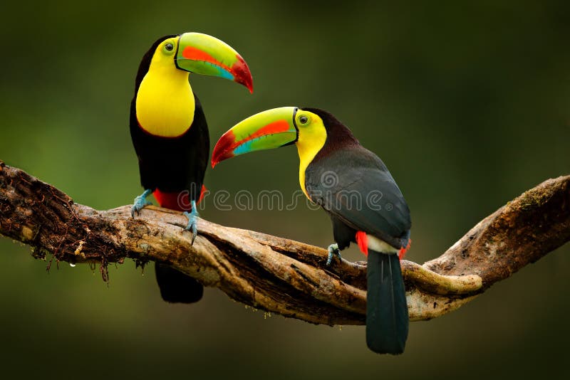 Toucan sitting on the branch in the forest, green vegetation, Costa Rica. Nature travel in central America. Two Keel-billed Toucan