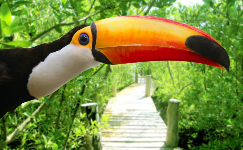 toucan tropiskt för djungelmangrovetoco royaltyfri fotografi toucan tropiskt för djungelmangrovetoco royaltyfri fotografi