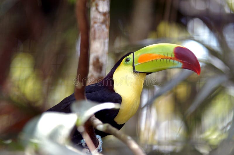 Toucan in Zoo