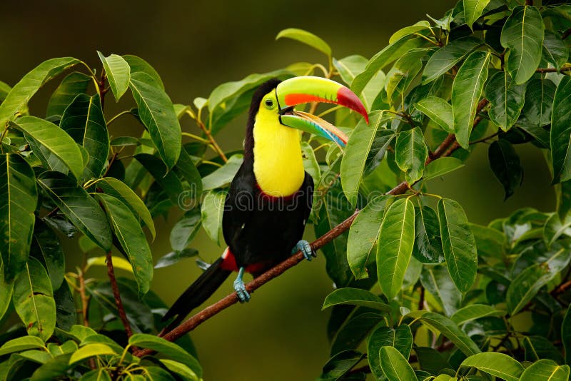 Toucan сидя на ветви в лесе, Boca Tapada, зеленая вегетация, Коста-Рика Перемещение природы в Центральной Америке Кил-Билл стоковое изображение rf Toucan сидя на ветви в лесе, Boca Tapada, зеленая вегетация, Коста-Рика Перемещение природы в Центральной Америке Кил-Билл стоковое изображение rf