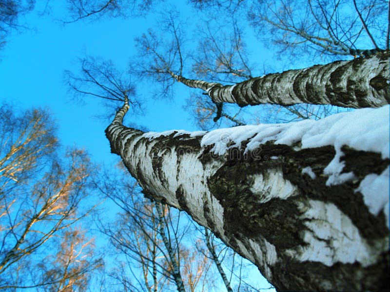 Dos alto abedules en Bosque sobre el el cielo.