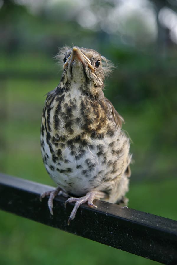 Baby bird stock photo. Image of wild, closeup, gaze, thrush 30267582