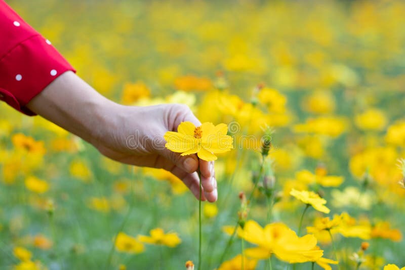 Touching a flower stock image. Image of colorful, idyllic 5028205