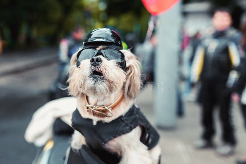 Premium AI Image | A dog wearing a biker jacket