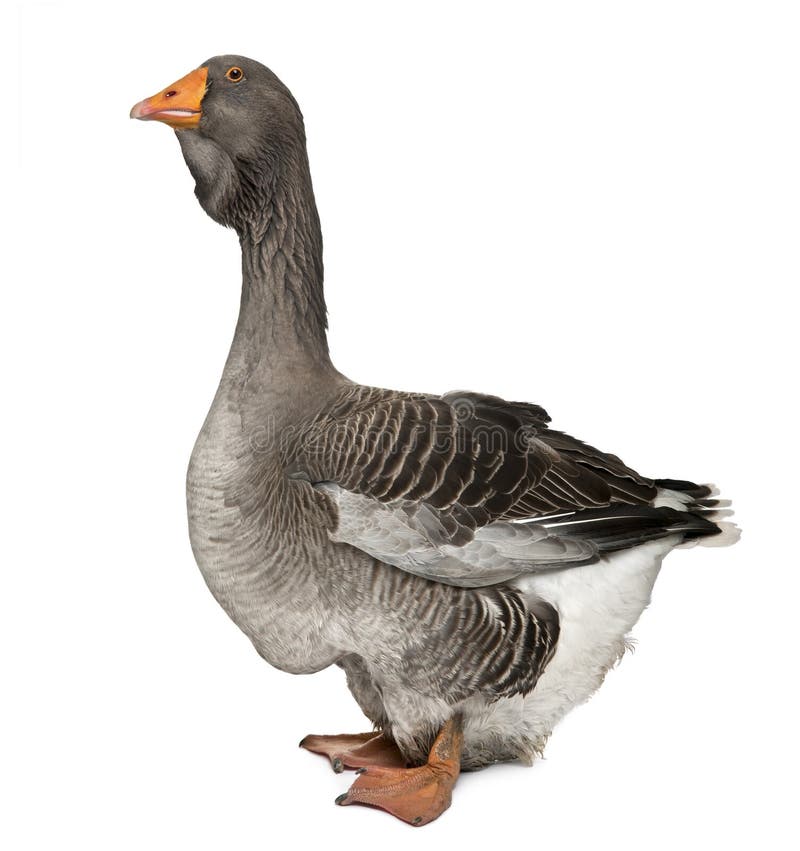 Toulouse goose in front of white background