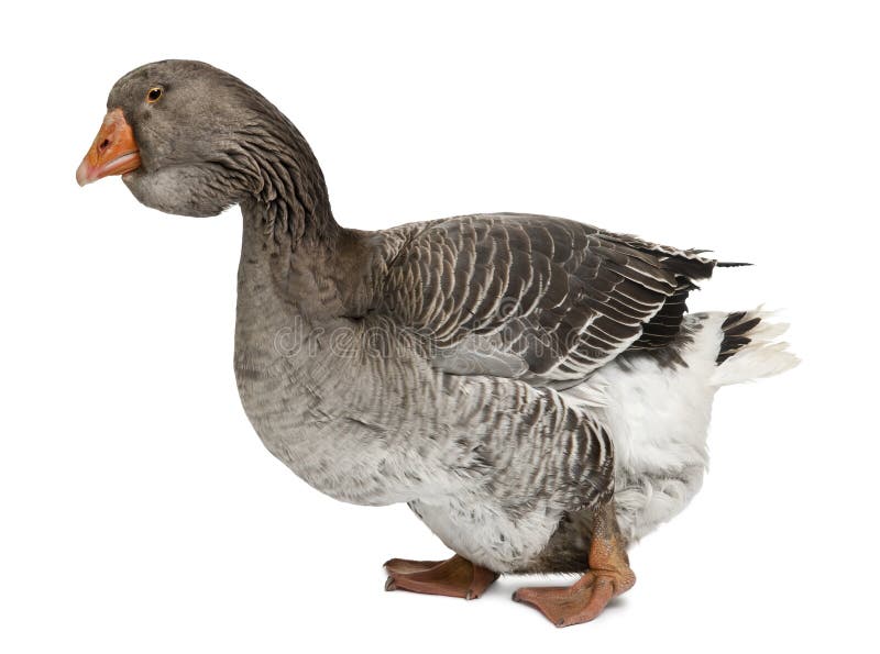 Toulouse goose in front of white background, studio shot