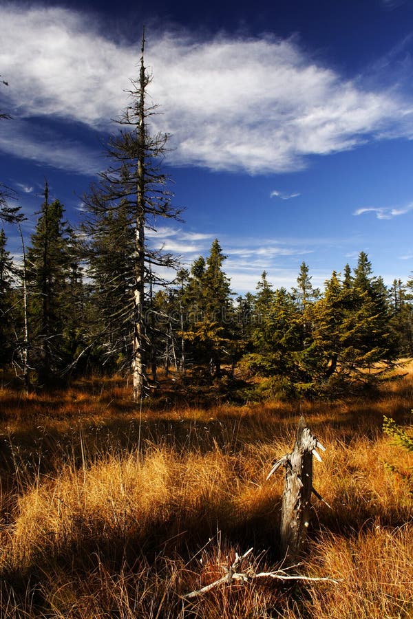 Forêt à sphaigne - Photos Lac Kénogami