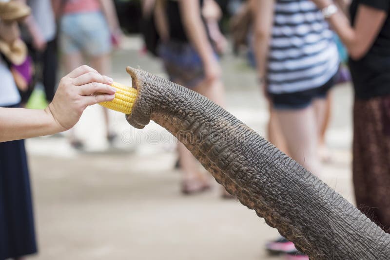 Tourism Feeding Corn To the Elephant Stock Photo Image of tourism