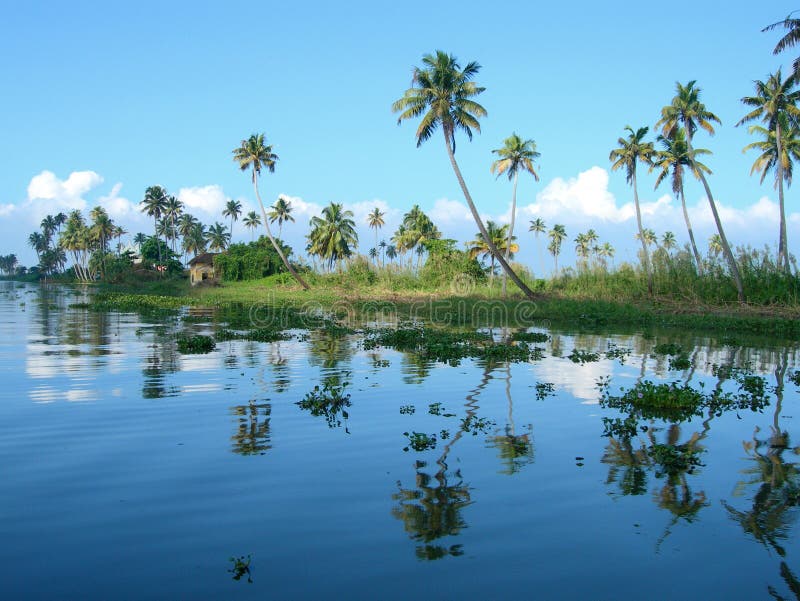Palme e vegetazione lussureggiante laguna di banca visto da una crociera sulle backwaters del Kerala, nel sud-ovest dell'India.