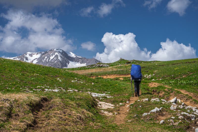 A tourist with a backpack walks uphill through the alpine meadows.