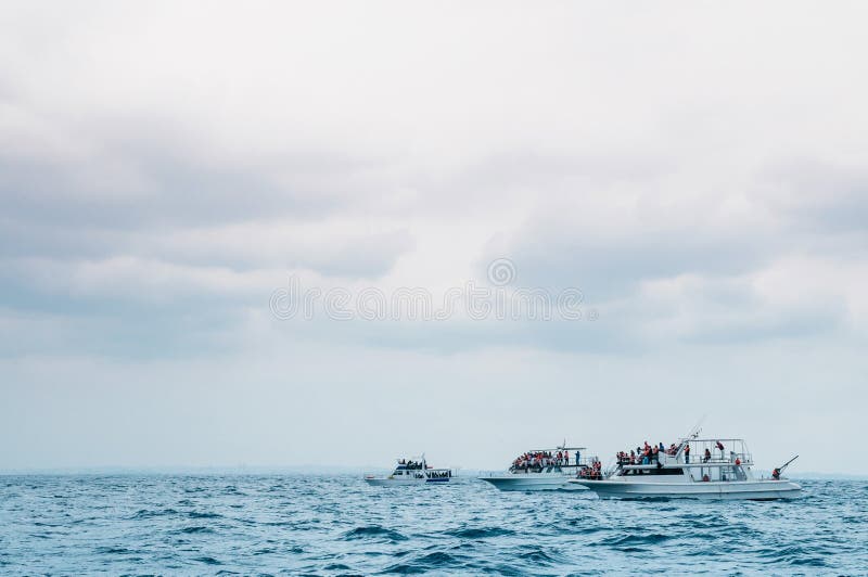 Tourist boats in ocean for whale watching, Naha, Okinawa