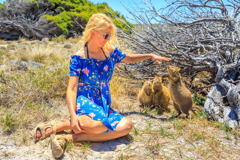 Tourist mit drei Quokka stockbilder Tourist mit drei Quokka stockbilder