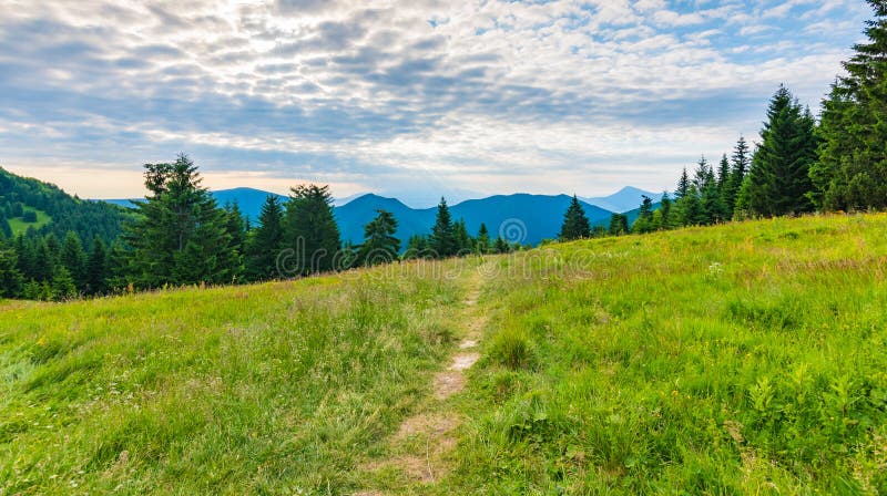 Turistická stezka v lese, národní park Malá Fatra, Slovensko. Zelené čerstvé stromy, modrá obloha. Stezka na Malý Rozsutec