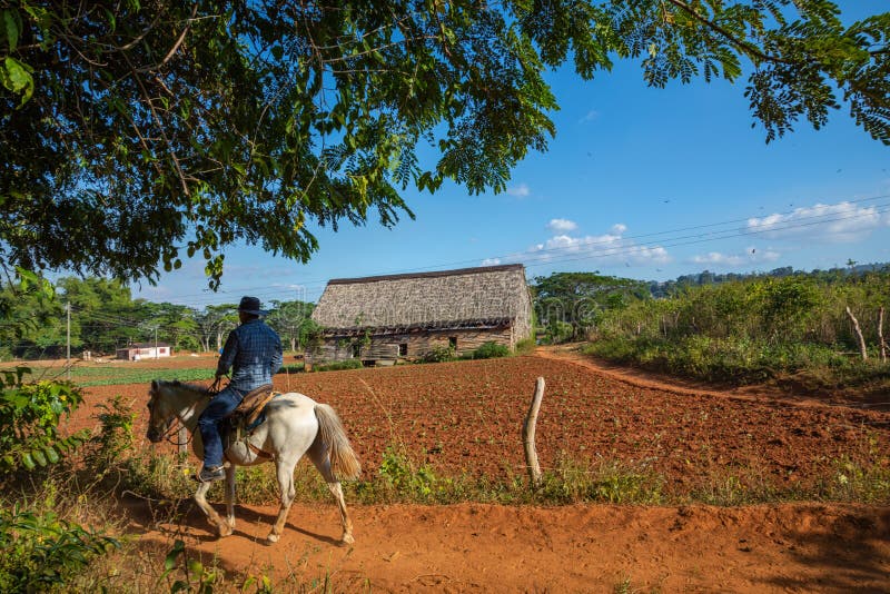 Valle De Vinales, CUBA - JANUARY 19, 2013: Man Working on Cuba ...