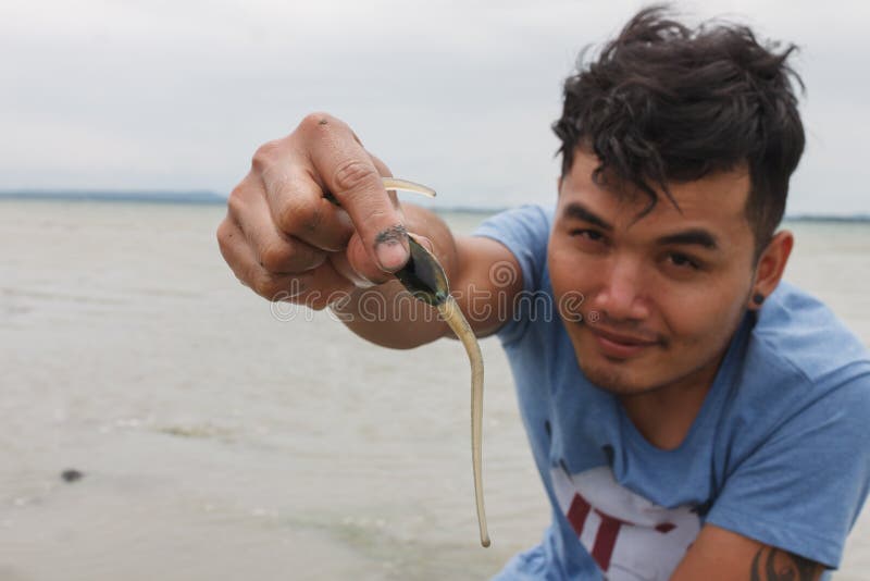 Surat Thani,July-15,2016:Tourist shows Tongue Shell or Lamp shell (Lingula unguis)in hand,on the beach of Chaiya,south Thailand,. Bivalve shell stock images, royalty-free photos and pictures