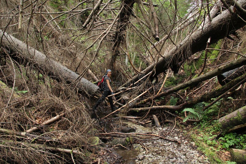 A tourist standing on a mountain trail blocked by broken trees