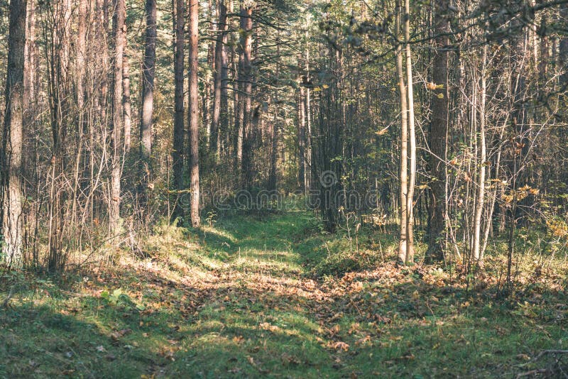 Tourist trail in woods - vintage retro look